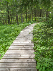 Obraz premium Let's go for a walk on the boardwalk in the woods