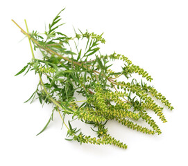 Flowers and leaves of ambrosia.