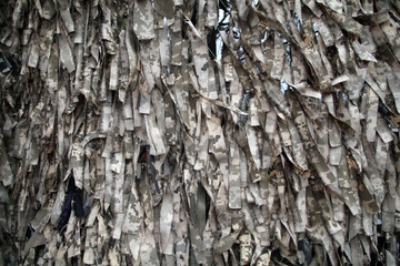 texture of the bark
