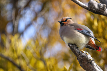 枝にとまるヒレンジャク