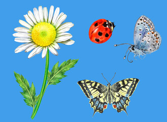 Watercolor summer set of chamomile, blue moth, yellow butterfly, ladybug on a blue background. 