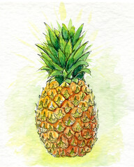 watercolor hand drawn picture of pineapple