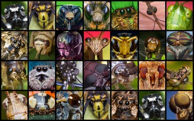 Insect Bug Eyes Collage