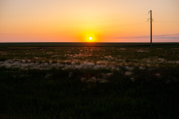 Obraz premium field with feather grass in the setting sun
