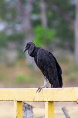 vulture perched on a branch