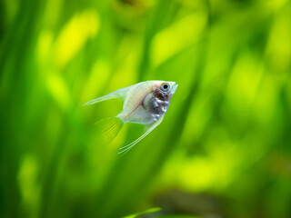 Platinum Angelfish (Pterophyllum scalare) swimming in tank fish with blurred background