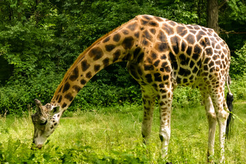 Baringo giraffe, aka Rothschild’s giraffe, grazing in African Plains enclosure in Bronx Zoo, New York. This is the largest mammal and is found in herds on the African Savannah and open woodland. .
