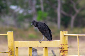 vulture on the ground