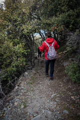 Fototapeta premium Hiker woman with trekking sticks on mountain trail in the forest.