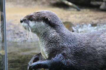ツメナシカワウソの横顔