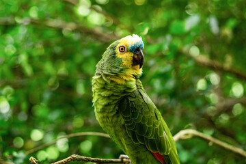 yellow and green parrot