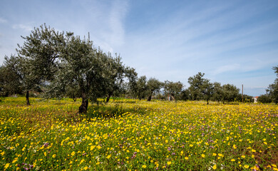 Field with yellow marguerite daisy blooming flowers and olive trees against and blue cloudy sky.