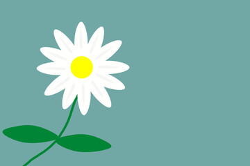 daisy flower with white petals and yellow center on turquoise background
