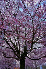 Rendez-vous de printemps