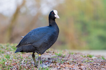 coot stands in the spring forest by the lake