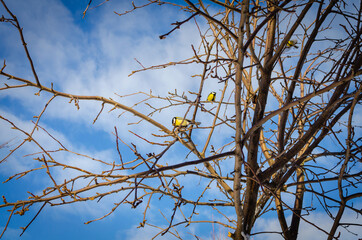Small birds on the branches of a tree.