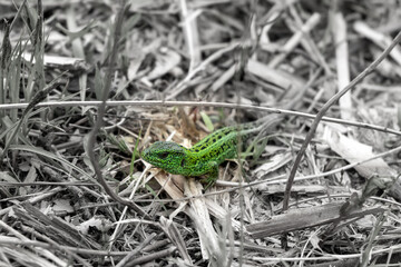 Lizard on the spring grass