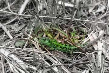 Lizard on the spring grass
