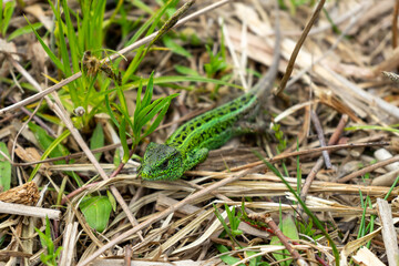 Lizard on the spring grass