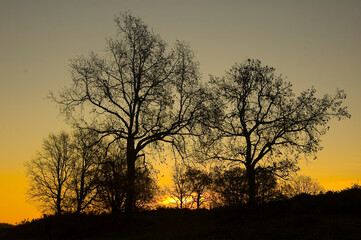 Fototapeta na wymiar Winter sunrise landscape in the forest