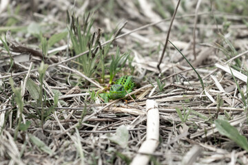 Lizard on the spring grass