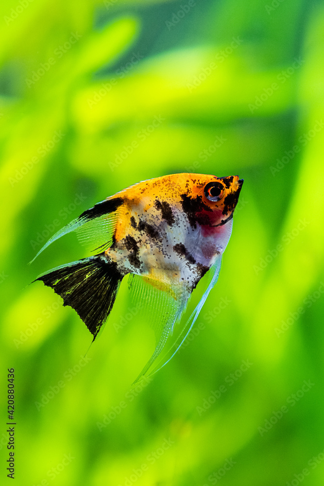 Canvas Prints Koi Angelfish (Pterophyllum scalare) swimming in tank fish with blurred background - Canvas Prints