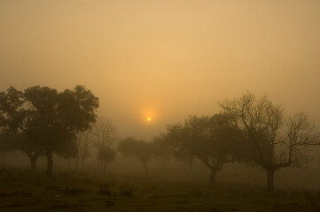 Fototapeta na wymiar Sunrise in the morning mist