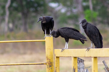 vulture on the ground