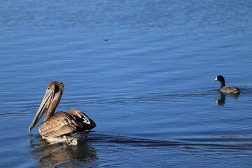 pelicans on the water