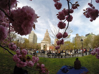 MANHATTAN, NEW YORK - MAY 7, 2014: Square park in the background with cherry blossoms on the foreground.