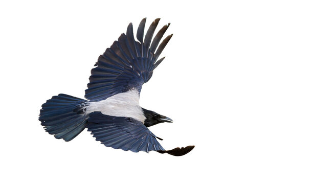 crow flies beautifully spreading wings isolated on white