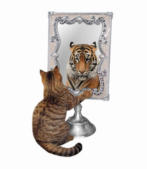 A beige cat sees a tiger in a square mirror. White background. Isolated.