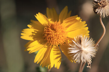 yellow dandelion flower