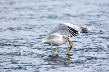 Seagull catches bird from lake.