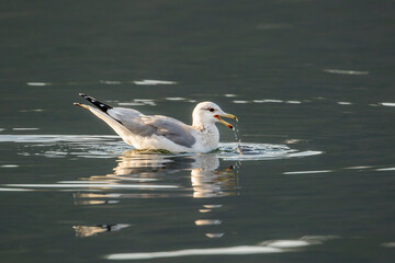 Seagull has water dripping from beak.