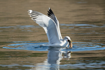 Seagull with fish in its beak.