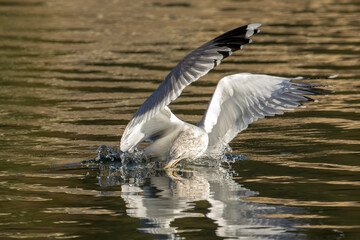Fototapeta na wymiar Seagull in water catches fish in its beak.