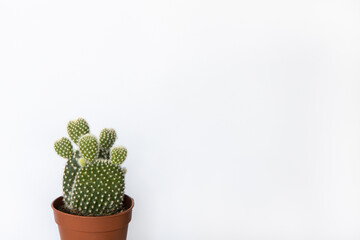 Small prickly pear cactus in brown pot in white background, copy space. Front view. Concept beauty of nature, urban jungle, home gardening, floriculture. Minimal style mockup. Horizontal