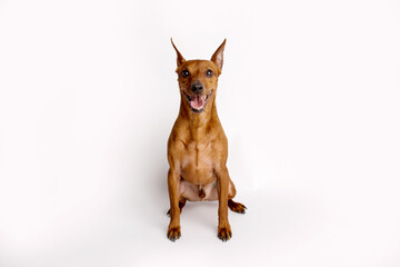 Miniature brown pinscher on a white background. Emotions of a dog.