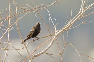 Backlit red winged blackbird on branch.