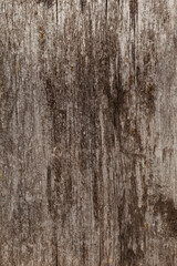 Old textured wood surface with defects, cracks and mold. Natural background of larch planks. Design element, grey color