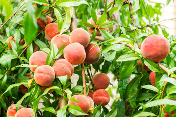 Peaches. Ripe sweet peach fruits grow on a peach tree branch in the garden