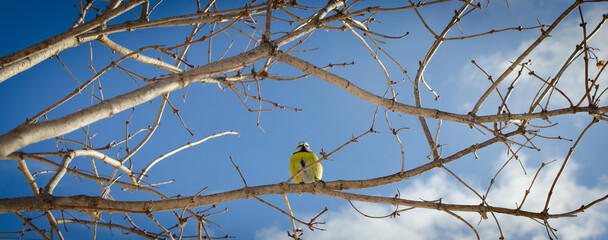 The blue tit bird sits on the branches.