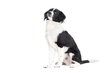 Cute young border collie isolated on white background