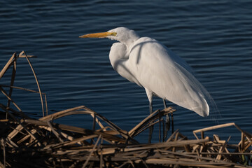 Great Egret Standing Quietly in the Pond Near the Reeds