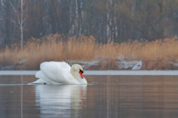 white swan swims alone on the lake
