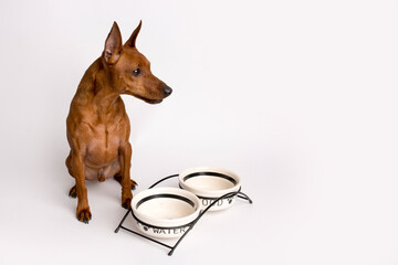 Miniature brown pinscher on a white background. Emotions of a dog. Feeding bowls.