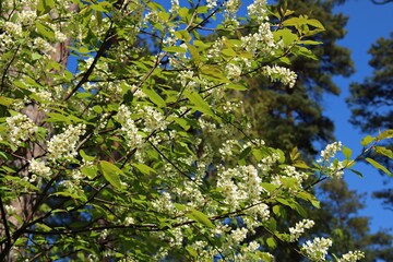 Prunus padus trees bloomed with many small white flowers on warm spring days