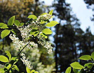 Prunus padus trees bloomed with many small white flowers on warm spring days