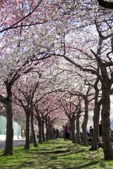 Roosevelt Island cherry blossom blooming with the skyline of Manhattan.